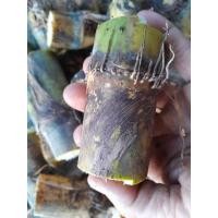 ราคา อ้อยคั้นน้ำพันธุ์สุพรรณบุรี 50ลำใหญ่น้ำหนักดี5ข้อ25บาท (15599797034)