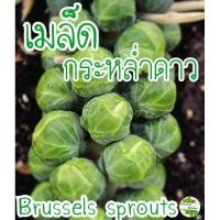 ราคา เมล็ดพันธุ์ กะหล่ำดาว 40+ เมล็ด brussel sprouts เมล็ดแท้นำเข้า (9016180681)
