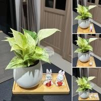 ราคา พลูด่างหินอ่อน ในกระถาง ทรงถ้วยชา 3.5นิ้ว +ถาดรองไม้ + เม็ดดินเผา+ตุ๊กตา มงคล ไม้ฟอกอากาศ minitree89 ☘️ (23877707808)