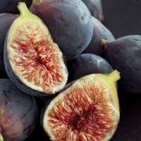 ราคา 10 เมล็ด มะเดื่อฝรั่ง ลูกฟิก Figs Fruit Plant Seeds สายพันธุ์ Hardy chicago (41522643859)
