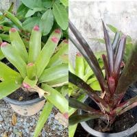 ราคา ลดล้างสต็อค สับปะรดสี เส้นกลางกอ20-40cmไซส์ใหญ่(ถอนล้างราก) ไม้มงคล ต้นสับปะรดสี สับปะรดสียักษ์ดำ สับปะรดสีนีโอซันคิง (23839470195)