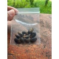 ราคา เมล็ดพันธุ์ต้นทุเรียนเทศหรือทุเรียนน้ำ ชุดละ10เมล็ด20บาท (44477801664)