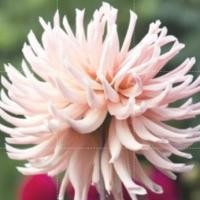 ราคา 1 หัว ดาร์เลีย รักเร่ Dahlia สายพันธุ์ Henriette หัวรักเร่ ดอกไม้ (22671852898)