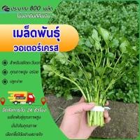 ราคา 800 เมล็ด เมล็ดพันธุ์วอเตอร์เครส เมล็ดวอเตอร์เครสแท้ ผักน้ำเบตง Watercress คุณภาพสูง (54351941601)