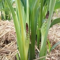 ราคา พันธุ์ดอกกระเจียว เพชรน้ำผึ้ง (19688373679)