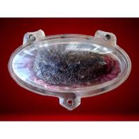 ราคา ตะกรุดหนังควายพอกครั่ง ครูบาชุ่ม โพธิโก วัดวังมุย พระแท้ 100%สร้างจากหนังลูกควายตายท้องกลม พุทธคุณ แคล้วคลาด คงกระพันชาต (27717858950)