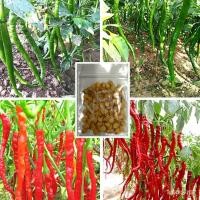 ราคา ผลิตภัณฑ์ใหม่ เมล็ดพันธุ์ เมล็ดพันธุ์พริกยาวโจลอง เมล็ดพริกยาว 100เมล็ด พริกโจลอง Jo Long Pepper Seeds KKQM คละ สว/เ AA4 (18065788418)