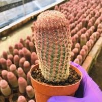ราคา [ถูกสุด] cactus เรนโบว์ กระบองเพชร แคคตัส (6346759799)