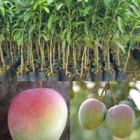 ราคา ต้นมะม่วง R2E2 มะม่วงแอปเปิ้ล 99 บาท เสียบยอด (4824463296)