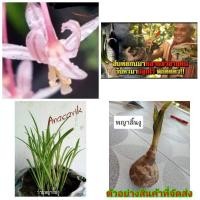 ราคา (3หัว) (ขาย หัวพันธุ์) ว่านพญาลิ้นงู ว่านนาคี ว่าน พญาลิ้นงู เมล็ดพันธุ์ ไม้ดอก ไม้ประดับ (4260381463)