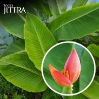 ราคา จิตตรา ต้นพันธุ์กล้วยบัวแคระสีส้มแสด 2 ต้น/เซท ไม้แปลกหายาก ปลูกง่าย ไม้มงคล ต้นเตี้ย พร้อมส่ง (21982218103)