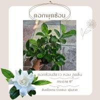 ราคา พุดซ้อน / ส่งทั้งกระถาง6" / ดอกซ้อนสีขาว หอม (17760763815)
