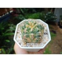 ราคา ยิมโนด่าง ยิมโนฮอททิไอด่าง 7 ซม. (3967610082)