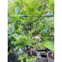 ราคา ต้นล่ำซำ ต้นสั่งธรรม (41566463443)