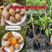 ราคา ต้นละมุด 3 สายพันธุ์ดัง! (สาลี่ยักษ์, กระสวยมาเลย์, กรอบสุโขทัย) | กิ่งทาบ พร้อมปลูก (44550496553)