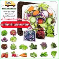 ราคา เมล็ดพันธุ์ผักสลัดเมล็ดผักเมล็ดพันธุ์เมล็ดพันธุ์ผักสลัดงอกดีปลูกผักสลัด (24340905417)