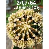ราคา แคคตัส/ยิมโนด่าง/LB แท้ด่างกราฟตอสามเหลี่ยม (6392876804)