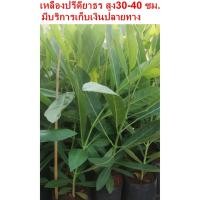 ราคา ต้นเหลืองปรีดียาธร ต้นละ 35 บาทค่ะ**สินค้าขายดี** (9203290570)