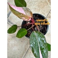 ราคา ต้นพิงค์ปริ๊นเซส ต้นใหญ่แข็งแรง ด่างชมพูสวยๆ [ Philodendron Pink Princess] | (28505283916)
