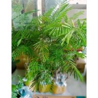 ราคา ต้นชะอมไร้หนาม1ชุด10ต้นปักชำ หรือหนามน้อยนิยมตัดยอดทานขายสร้างรายได้แตกใบมีจำกัด (24005048568)