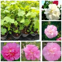 ราคา ต้นพุดตาน ดอกเปลี่ยนสี กระถาง 10 นิ้ว (3105803379)