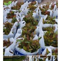 ราคา กล้ายูคาเนื้อเยื่อเค7 สั่งซื้อขั้นต่ำ 400ต้น/8ชุด (1ชุดมี50ต้น/ถุง) (40909026259)