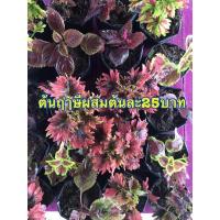 ราคา ต้นฤาษีผสม ฤาษีผสมไม้มงคลราคาต้นละ25บาท ขั้นต่ำ2ต้นนะ (10261456755)