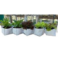 ราคา genuine ▦☇№ถุงเพาะปลูก ถุงปลูกผัก ถุงศรีสุข ถุงปลูกผักสลัด ถุงเพาะชำแสนดี ขนาด 5×8 นิ้ว (16913093233)