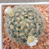 ราคา Cake Cactus Farm กระบองเพชร Mammillaria carmenae แมมคามิเน่เหลืองดอกขาว (2301770384)