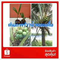 ราคา หน่อต้นมะพร้าวน้ำหอมเตี้ย (7054167105)