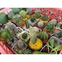 ราคา ต้นกระบองเพชร/แคคตัส อิชินอป สามร้อยยอด แมมเม็ดพริก แมมกล้วยหอม ปราสาทนางฟ้า หูกระต่าย ฯลฯ ส่งทั้งกระถาง 2 นิ้ว (9973512245)