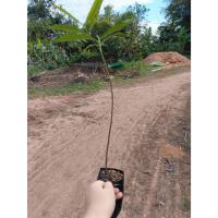 ราคา ต้นพันธุ์ ต้นมั่งมี พร้อมปลูกต้นละ 49 บาท ต้นมั่งมี (เฉียงพร้านางแอ) เป็นไม้ยืนต้นขนาดกลางถึงใหญ่ ไม่ผลัดใบ (43177472783)