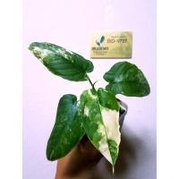 ราคา กวักพระพรหมป่าด่าง กวักด่าง กวักพระพรมด่าง พร้อมส่ง (16125477567)