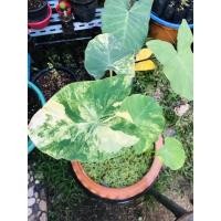 ราคา บอนนาญี่ปุ่น (colocasia yellow splash) (11382198935)