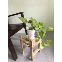 ราคา ต้นพลูด่างราชินีสีทอง ต้นพลูทอง ต้นไม้ฟอกอากาศ ต้นไม้ปลูกในห้องนอน ต้นไม้ปลูกในห้องน้ำ (7444701344)