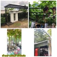 ราคา (ขาย ต้น พันธุ์ ) ต้น องุ่น ต้นองุ่น Grapevine grape ไวท์มะละกา แบล็คโอปอร์ บิ๊กเพอเลท ไซมัสแคท โกลเด้น เซนทาเนียล ซัฟโ (9250785128)