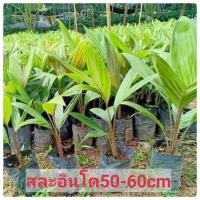 ราคา ต้นสละอินโด สละผลใหญ่ อร่อย ฟรีค่าส่ง (16189434238)