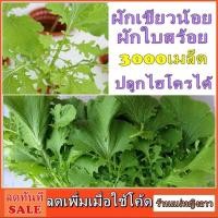 ราคา ผักกาดเขียวน้อย ผักสร้อย 2000 เมล็ดพันธ์ุ ปลูกง่ายต้นใหญ่ รสชาติดีโตเร็ว ซองดั้งเดิม สลัด ผักสวนครัว ผักโขมจีน ซอง ใบ182 (6836917994)