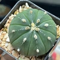 ราคา Astrophytum asterias | Cactus แอสโตรไฟตัม | นูดัม | ไม้เมล็ด | แคคตัส | กระบองเพชร | กระบองเพชรราคาถูก (9337280100)