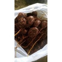 ราคา เมล็ดทุเรียนป่าแบบงอกราก กิโลละ 300 บาท (3861396291)