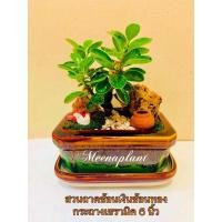 ราคา บอนไซช้อนเงินช้อนทอง เสริมโชคลาภเงินทอง ตักตวงทรัพย์ (8144878238)