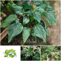 ราคา ต้น กวักใบโพธิ์ ต้นกวักเงินกวักทอง ไม้ประดับ ไม้ใบ ไม้กระถาง (12348567295)