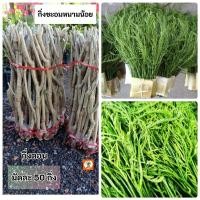 ราคา กิ่งตอนชะอมหนามน้อย ชะอม มัดละ50 กิ่ง (27273909011)