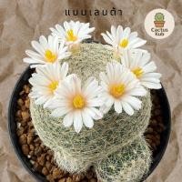 ราคา กระบองเพชร แมมเลนต้า mammillaria lenta พืชกระถาง สวนญี่ปุ่น ตกแต่งบ้าน ดูแลง่าย (42512640992)