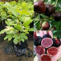 ราคา ต้นมะเดื่อฝรั่งหรือลูกฟิก สายพันธุ์ญี่ปุ่น BTM6 ต้นพันธุ์ปักชำ พร้อมปลูก (51652528559)