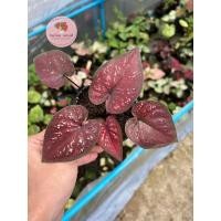 ราคา บอนสี “วังทอง” ไม้สีแดงสวยน่าสะสม (18122241310)