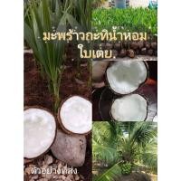 ราคา หน่อพันธุ์ #มะพร้าวกะทิน้ำหอมใบเตย เนื้อหนากลิ่นหอมใบเตยยันรากน้ำข้นเป็นวุ้นที่สำคัญต้นเตี้ยลูกดก (13897055226)