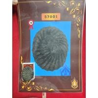 ราคา เบี้ยแก้หลวงปู่เจือวัดกลางบางแก้วคลุกรักมีตลอดของแท้ให้พร้อมไปประกวดติดรางวัลที่ 1 ครบชุดจังหวัดนครปฐม (24097712046)