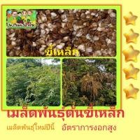 ราคา เมล็ดพันธุ์ต้นขี้เหล็ก เมล็ดพันธุ์ต้นขี้เหล็กขาว เม็ดพันธุ์ขี้เหล็ก ถุงล่ะ500เมล็ด (19800948460)