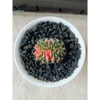 ราคา ยิมโนคริสตาต้า ไม้เมล็ด/ด่างชมพูขนมชั้น/ชมพูสว่างเหลือบม่วง (27156317826)